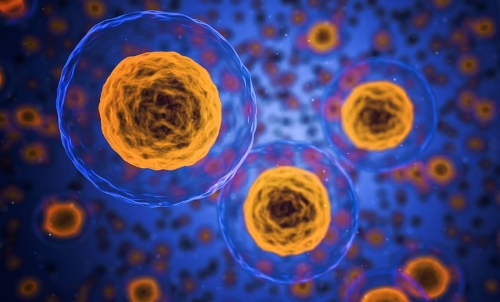 Mit Stammzellen Krankheiten heilen und Leben retten