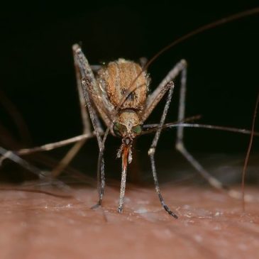 Mückenschutz selbst hergestellt – wirksam und natürlich!