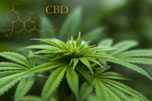 CBD Cannabis Natura Vitalis Studien und Infos