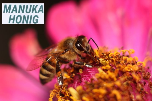 Manuka Honig – der außergewöhnlichste Honig der Welt und seine Anwendungsgebiete