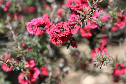 Manuka Baum Neuseeland