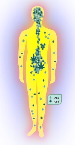 Endocannabinoidsystem - CBD Rezeptoren CB1, CB2- Cannabisprodukte -